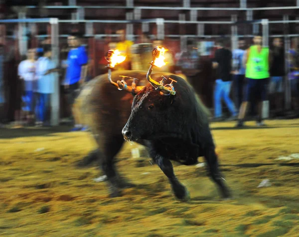 Touro Espanhol Espanha — Fotografia de Stock