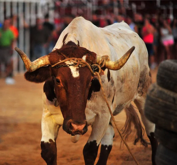 Spanska Tjuren Spanien — Stockfoto