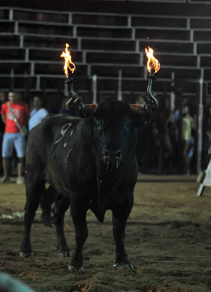 Spanischer Bulle Spanien — Stockfoto