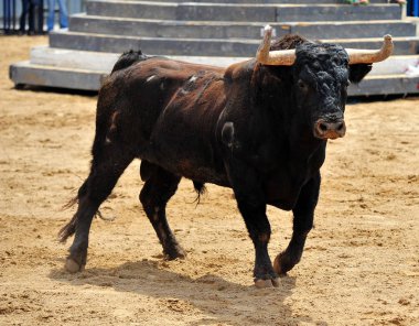 İspanya İspanyol boğa