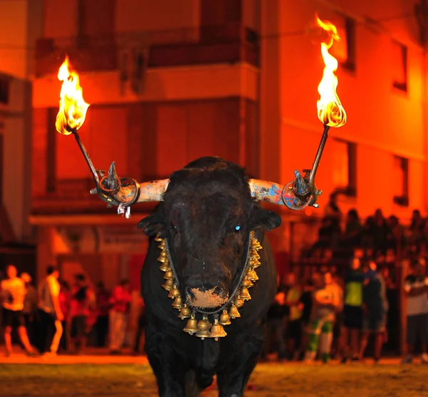 Spanischer Bulle Spanien — Stockfoto