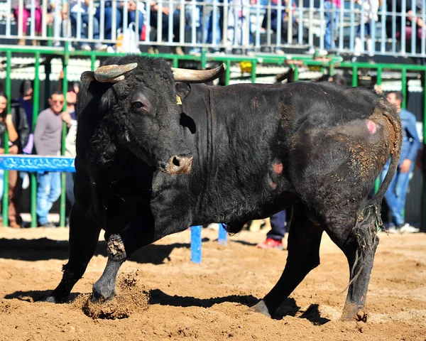 Touro Tradicional Espanha — Fotografia de Stock