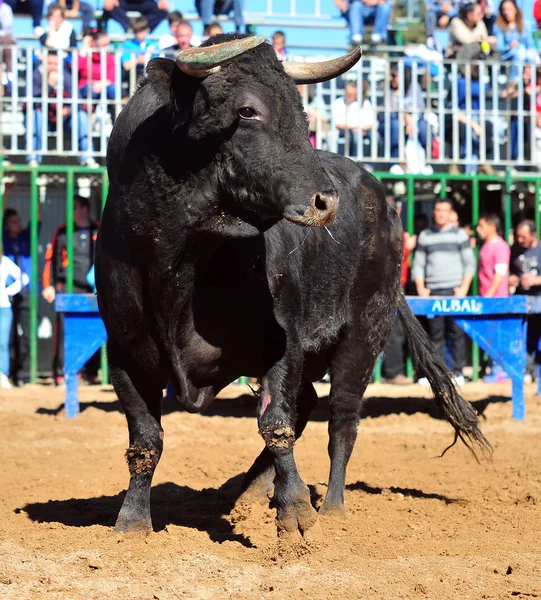 Bulle Traditionell Spanien — Stockfoto