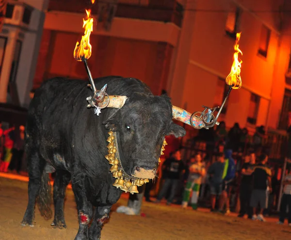 Taureau Traditionnel Espagne — Photo