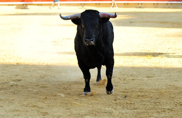 公牛传统在西班牙 — 图库照片