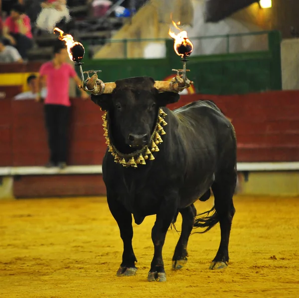 Bull Tradycyjnych Hiszpanii — Zdjęcie stockowe