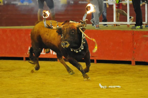 Toro Tradicional España —  Fotos de Stock