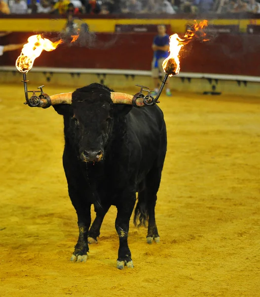 Stier Traditionele Spanje — Stockfoto