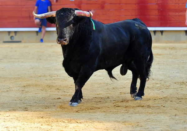 Bull Tradiční Španělsku — Stock fotografie