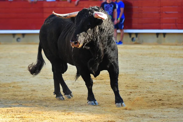 Bull Tradiční Španělsku — Stock fotografie