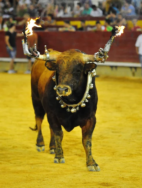 Stier Traditionele Spanje — Stockfoto