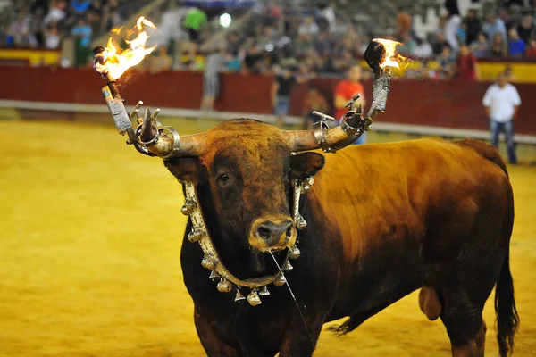 Touro Tradicional Espanha — Fotografia de Stock