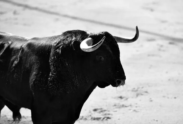 Taureau Traditionnel Espagne — Photo