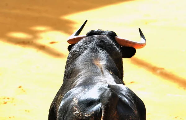 Toro España Con Cuernos Grandes — Foto de Stock
