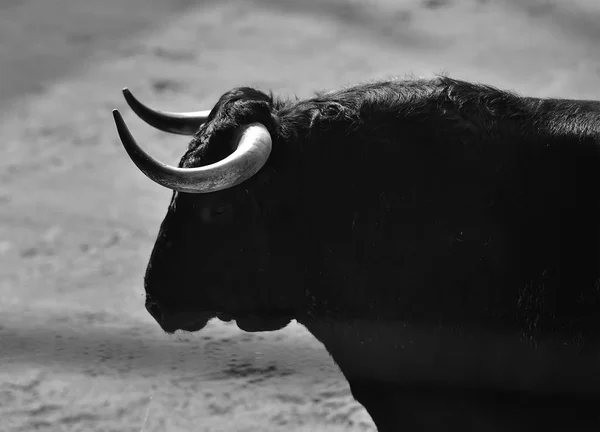 Bull Spain Big Horns — Stock Photo, Image