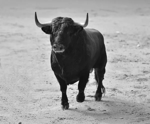 Tjuren Spanien Med Stora Horn — Stockfoto