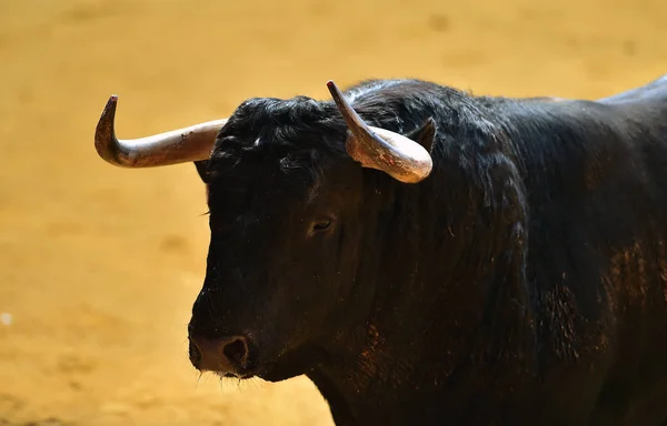 Ταύρο Στην Ισπανία Μεγάλα Κέρατα — Φωτογραφία Αρχείου