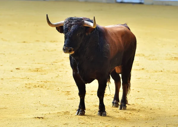 Touro Espanha Com Chifres Grandes — Fotografia de Stock