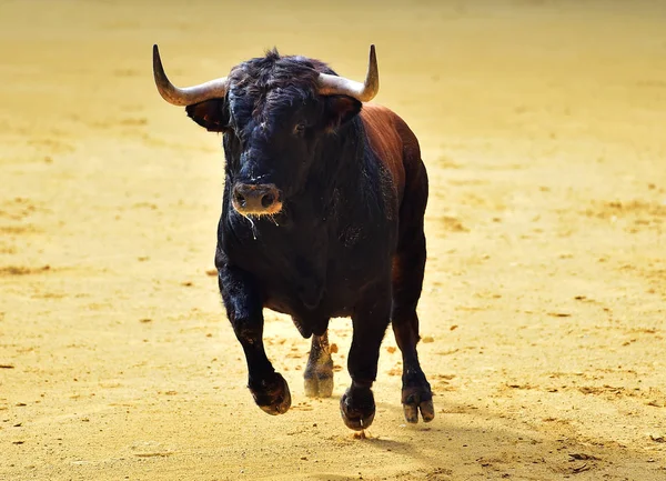 Toro Spagna Con Grandi Corna — Foto Stock