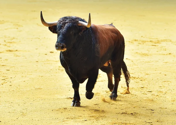 Бик Іспанії Великими Рогами — стокове фото