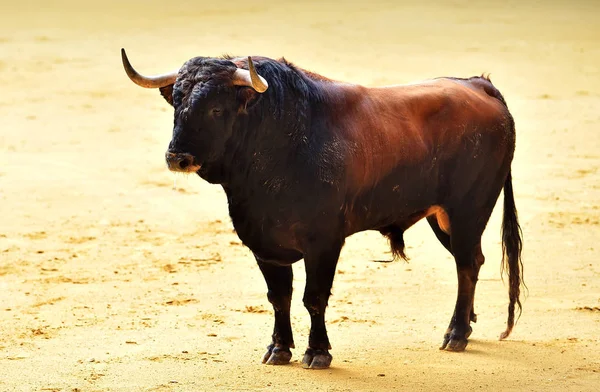 Tjuren Spanien Med Stora Horn — Stockfoto