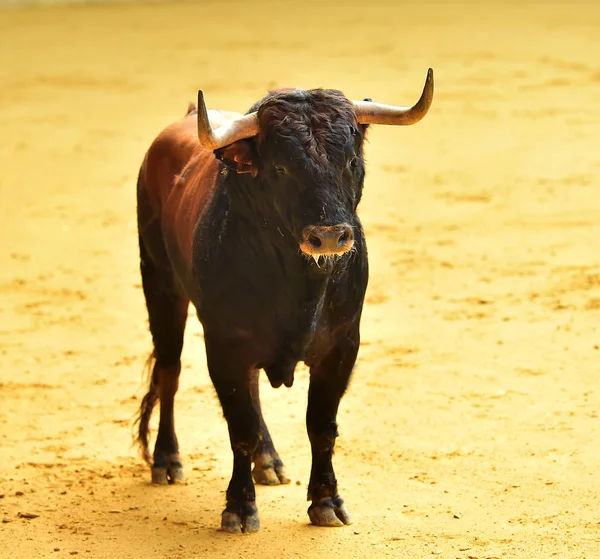 Toro España Con Cuernos Grandes —  Fotos de Stock