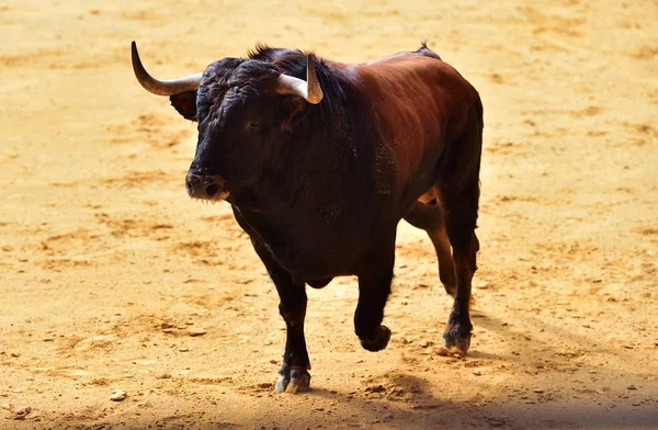 Bull Spain Big Horns — Stock Photo, Image