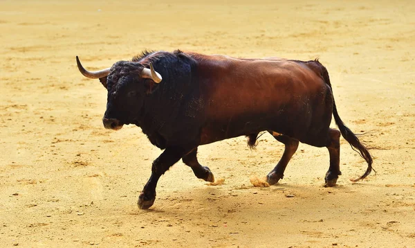 Stier Spanje Met Grote Hoorns — Stockfoto
