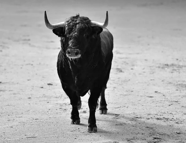 Chifres Touro Espanha — Fotografia de Stock