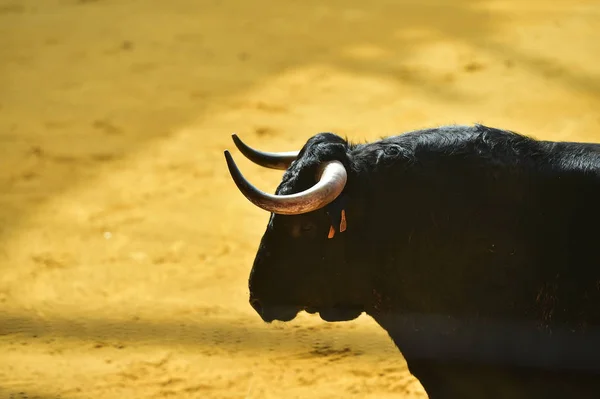 在西班牙的公牛角 — 图库照片