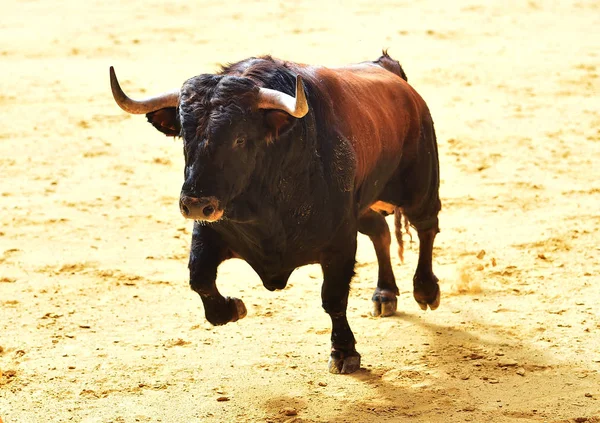 Horn Tjur Spanien — Stockfoto