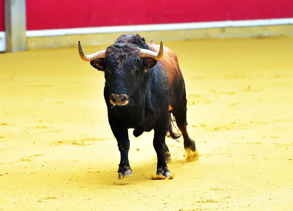 スペインでは牛の角 — ストック写真