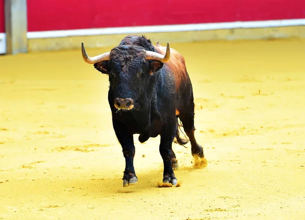 Chifres Touro Espanha — Fotografia de Stock