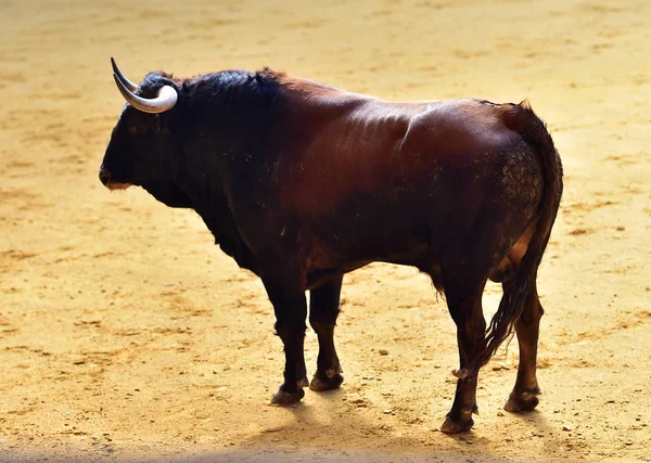 在西班牙的公牛角 — 图库照片