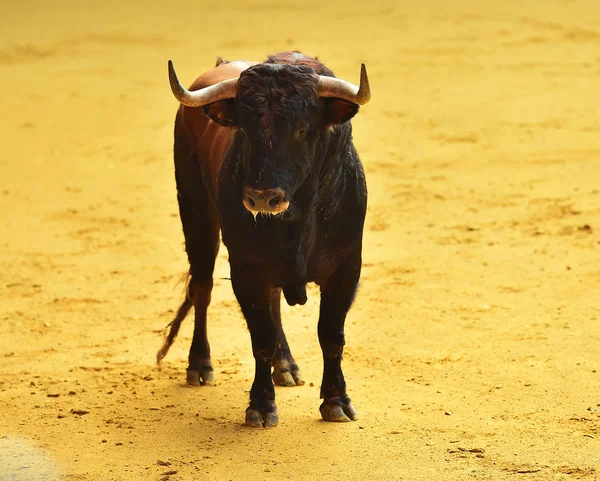 Chifres Touro Espanha — Fotografia de Stock