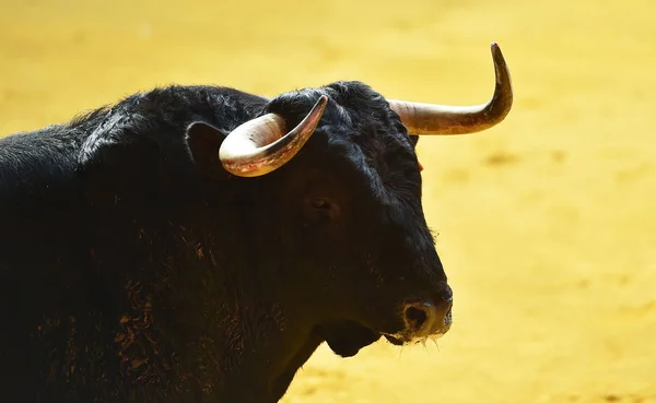 Stierhörner Spanien — Stockfoto