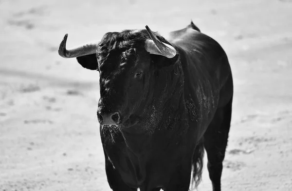 Horns Bull Spain — Stock Photo, Image