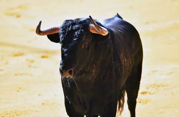 Chifres Touro Espanha — Fotografia de Stock