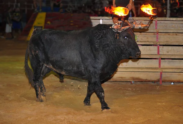 Horn Tjur Spanien — Stockfoto