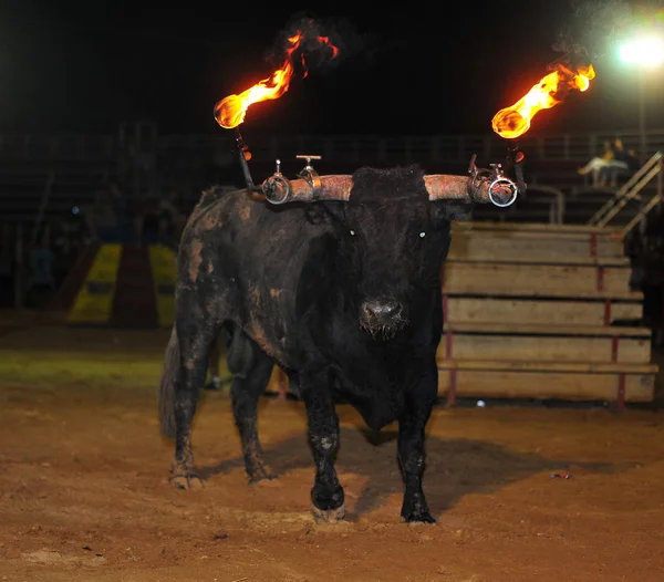 Chifres Touro Espanha — Fotografia de Stock