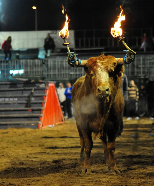 Stier Traditionele Spanje — Stockfoto