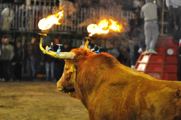 Taureau Traditionnel Espagne — Photo