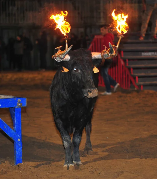 Spanska Tjuren Spanien — Stockfoto