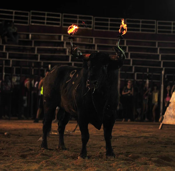 Spanischer Stier Der Stierkampfarena — Stockfoto