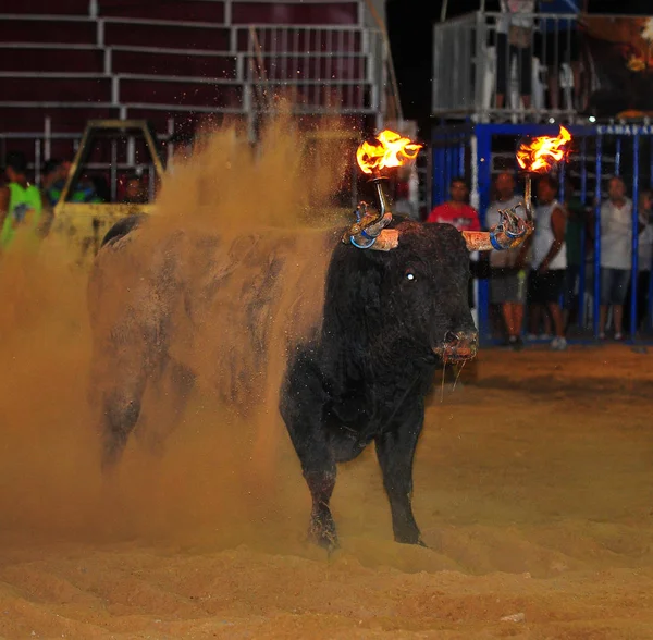 Toro España Con Cuernos Grandes —  Fotos de Stock