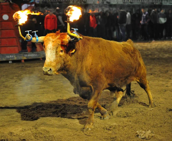 Touro Espanha Com Chifres Grandes — Fotografia de Stock