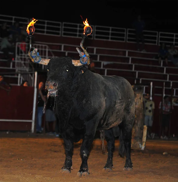 Bull Spain Big Horns — Stock Photo, Image