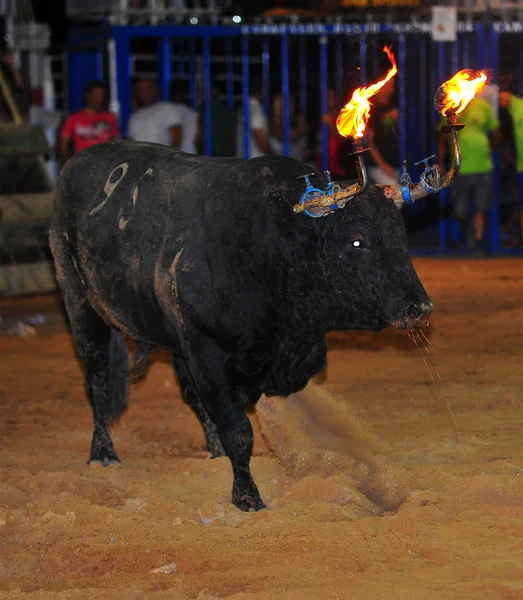 Taureau Espagne Avec Grandes Cornes — Photo