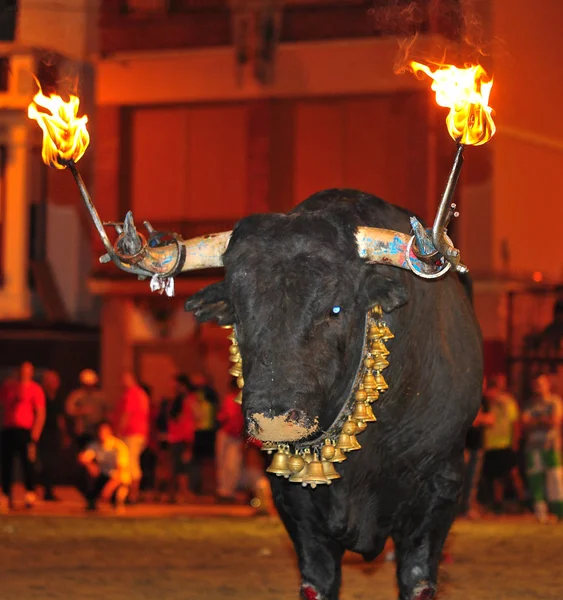 Bulle Spanien Mit Großen Hörnern — Stockfoto