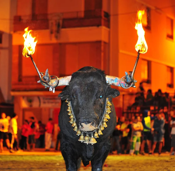 Bull Hiszpański Areny Walk Byków — Zdjęcie stockowe